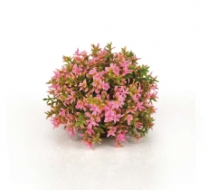 biOrb Blumenball pink