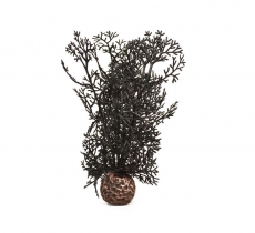 biOrb Hornkoralle S schwarz