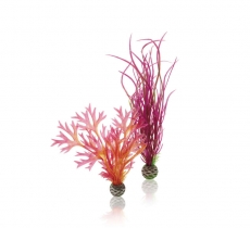 biOrb Pflanzen Set M rot & pink